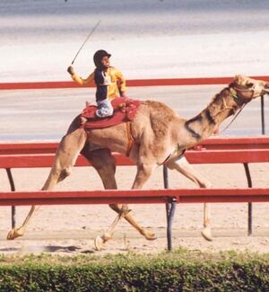 enqa@rihyadcapital.com